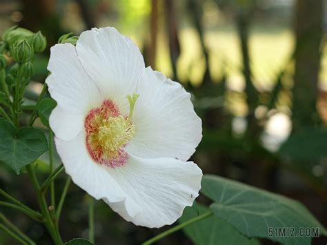 九頭芙蓉|【九頭芙蓉】九頭芙蓉知多少？木芙蓉・山芙蓉・九頭芙蓉一次搞。